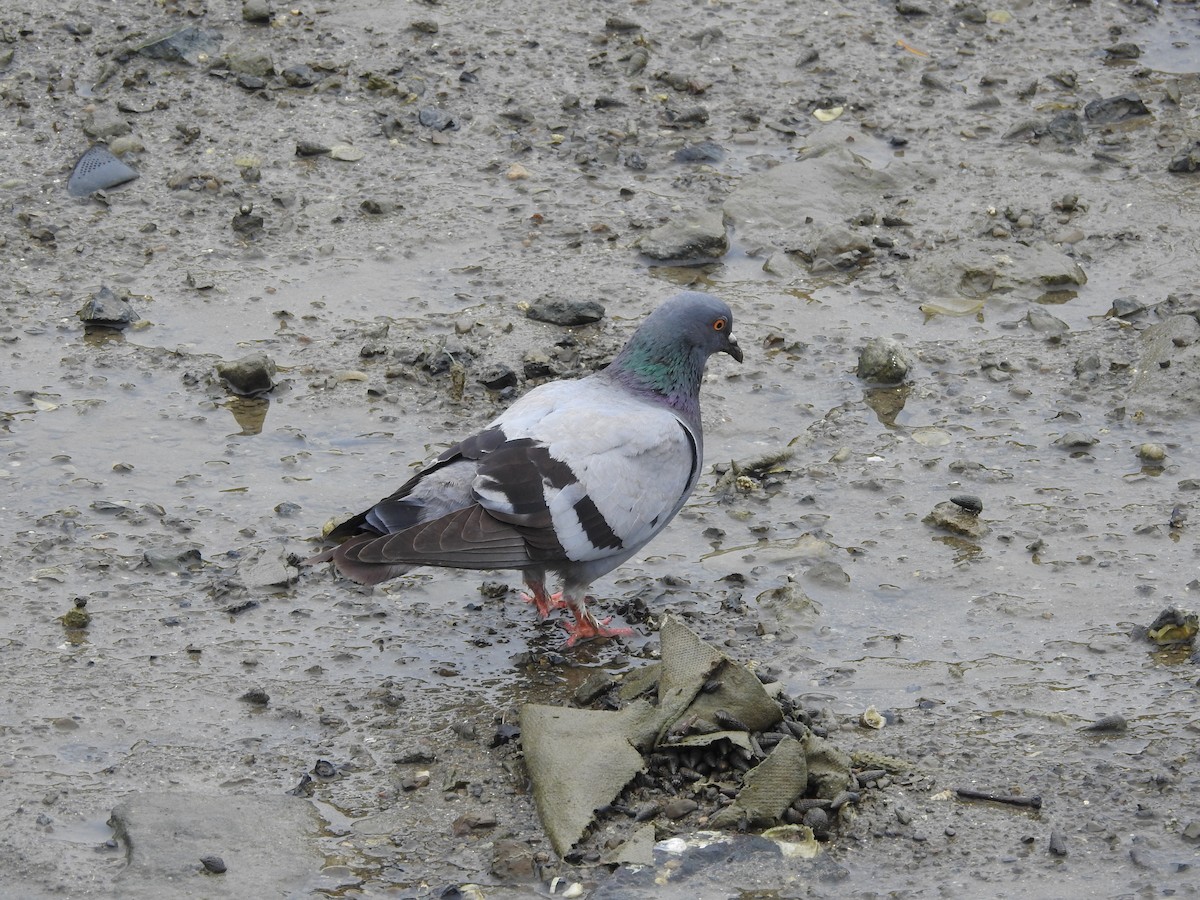 Rock Pigeon (Feral Pigeon) - Sourav Halder