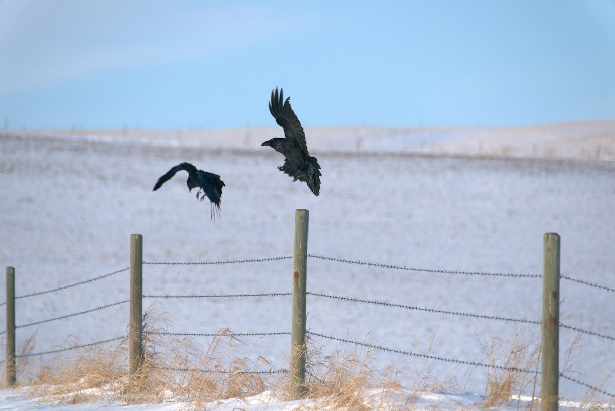 Black-billed Magpie - ML514572701