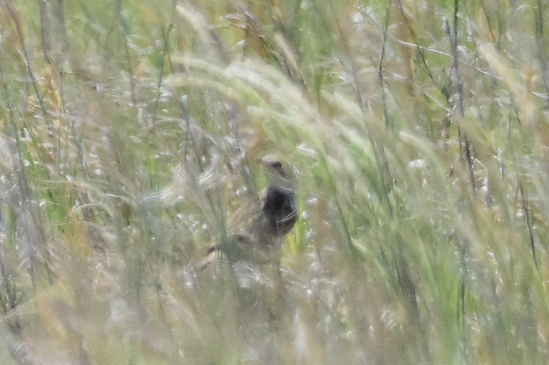 Pampas Pipit - ML514572761