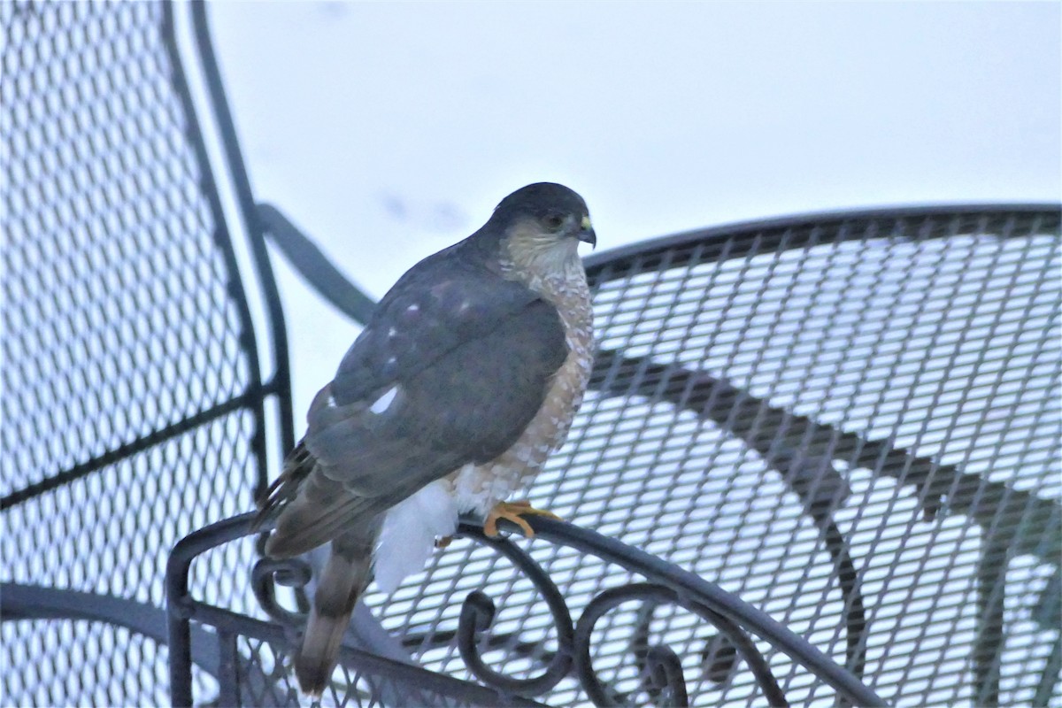 Sharp-shinned Hawk - ML514572831