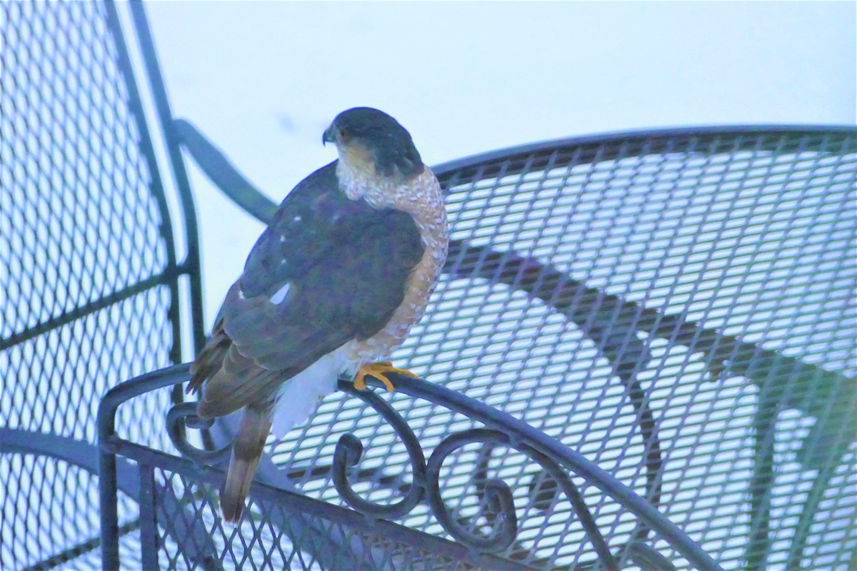 Sharp-shinned Hawk - ML514572841