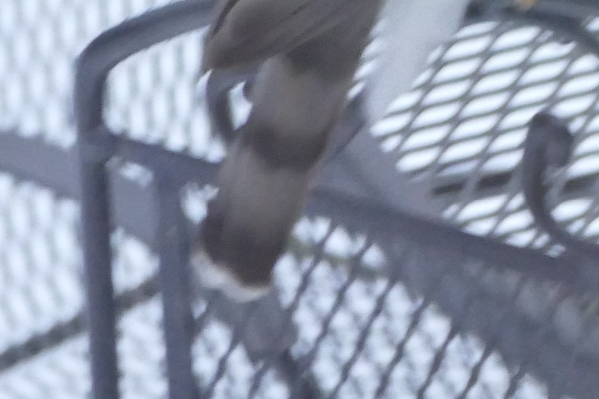 Sharp-shinned Hawk - ML514572851