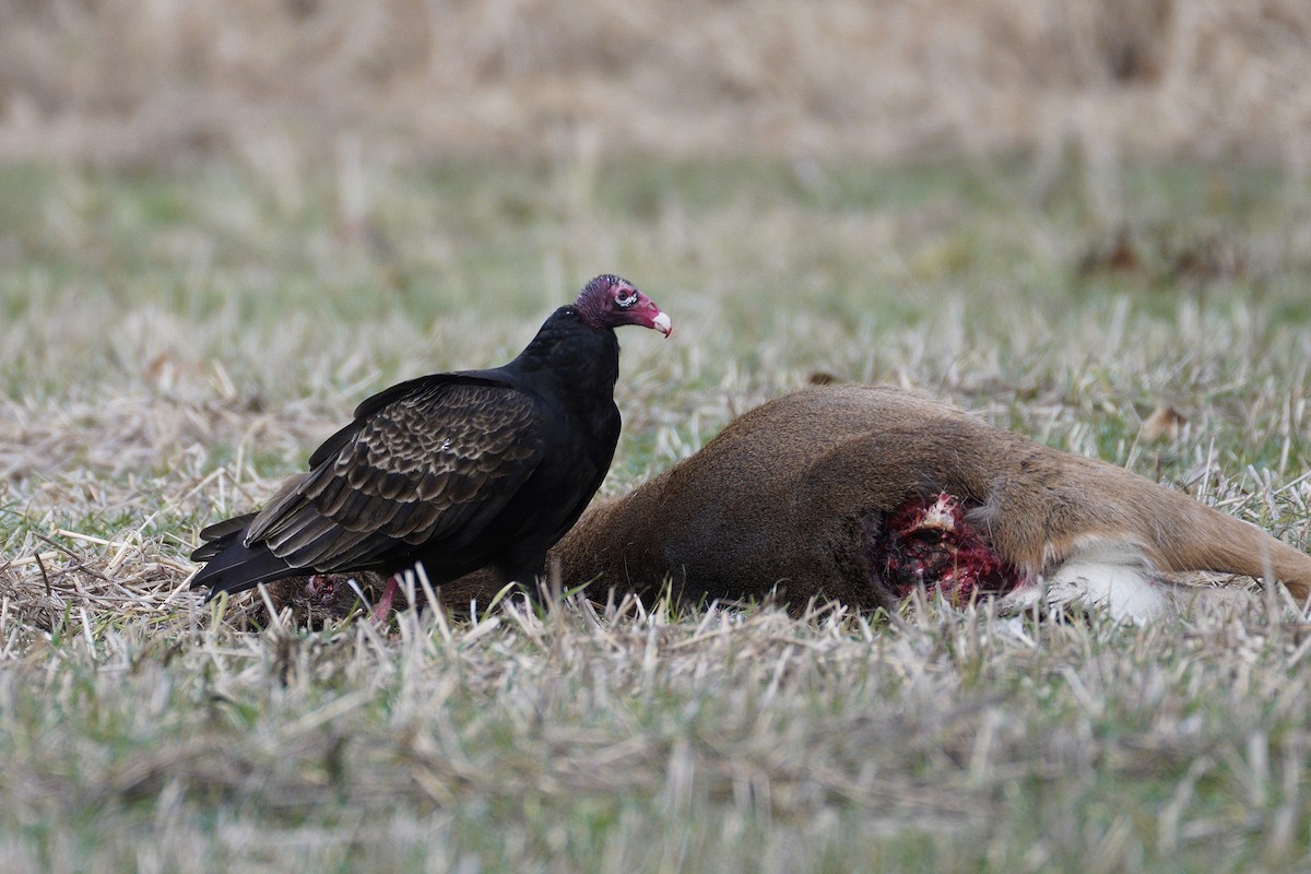 Turkey Vulture - John Higgins