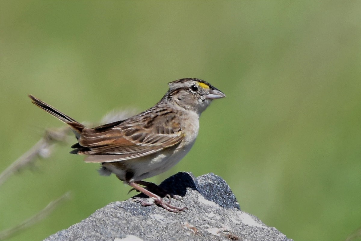 Grassland Sparrow - ML514572901
