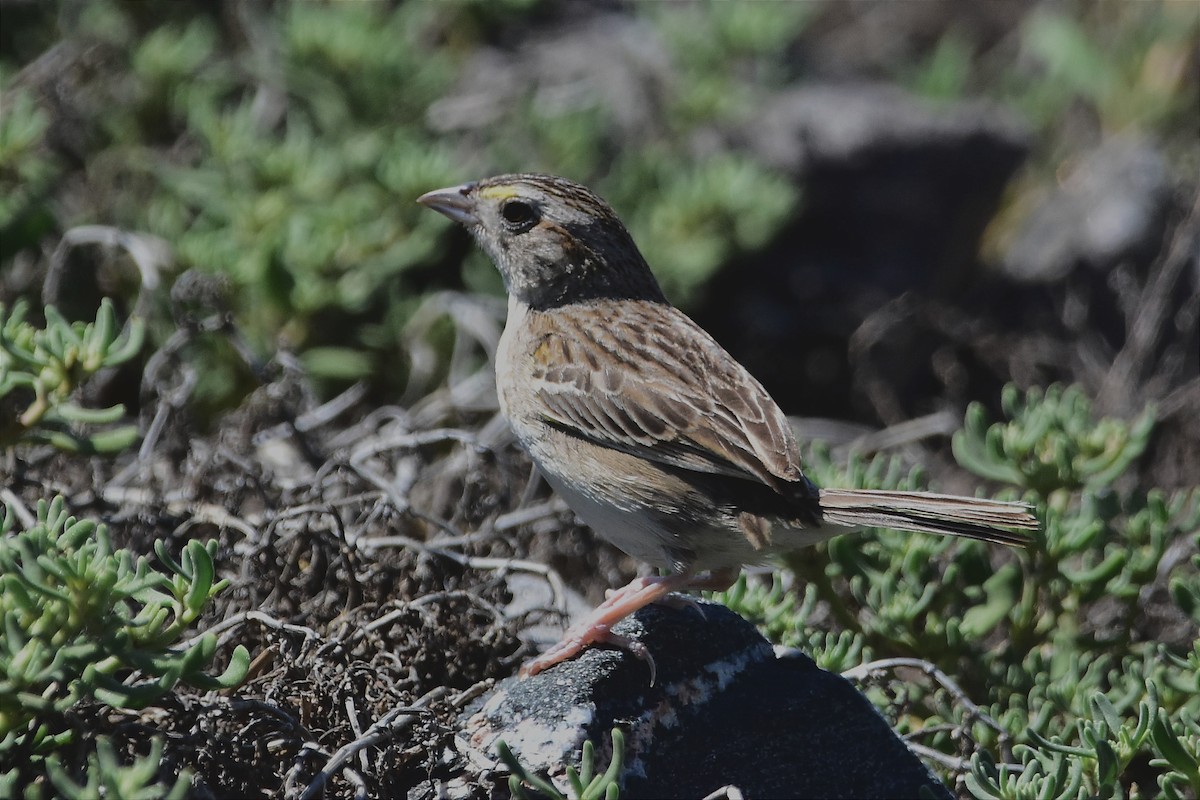 Grassland Sparrow - ML514572911