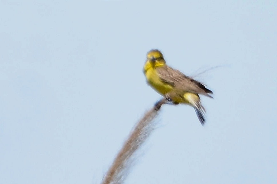 Grassland Yellow-Finch - ML514573141