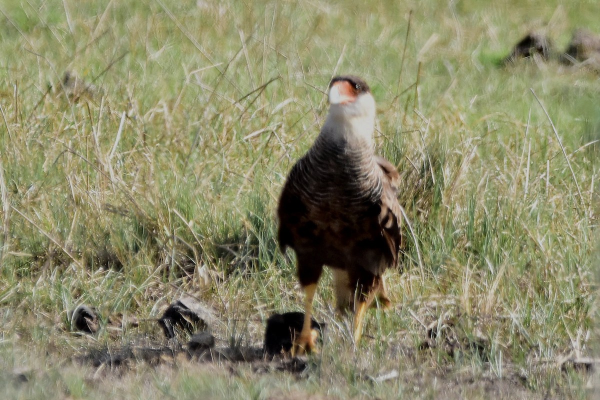 Crested Caracara - ML514574001