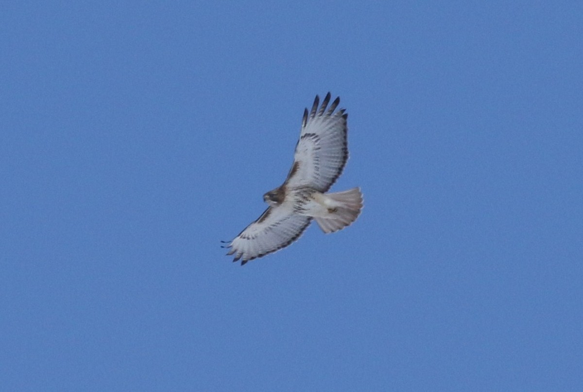 Red-tailed Hawk - ML51457421