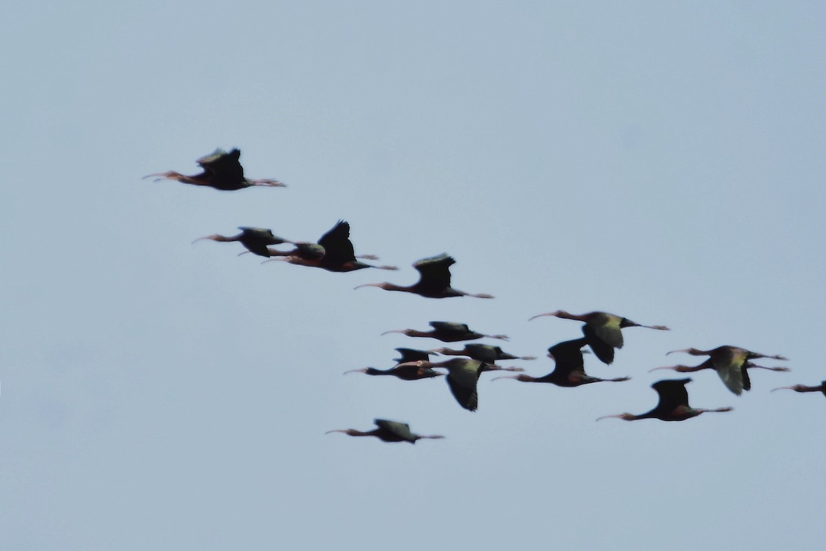 White-faced Ibis - ML514574221