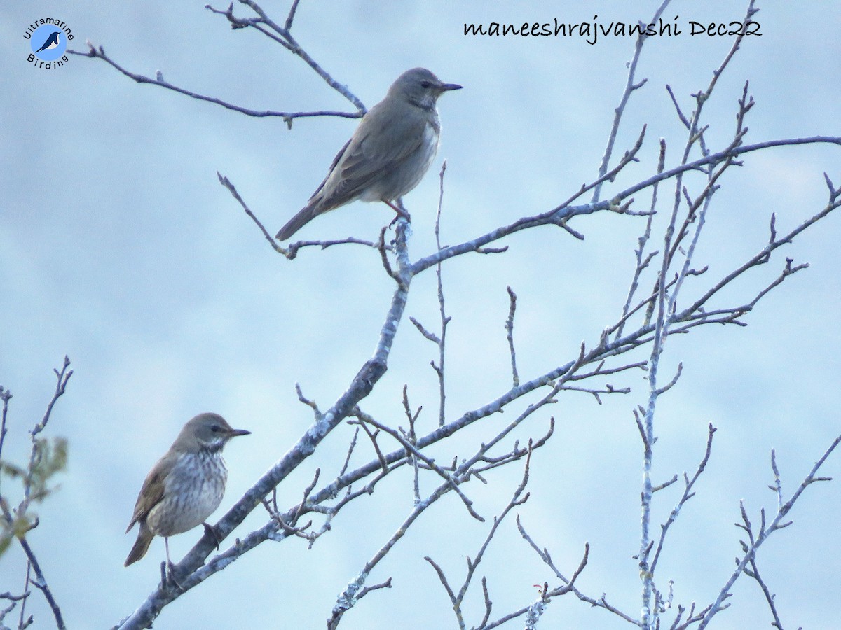 Black-throated Thrush - ML514575521