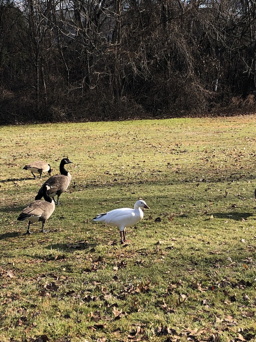 Snow Goose - ML514578041