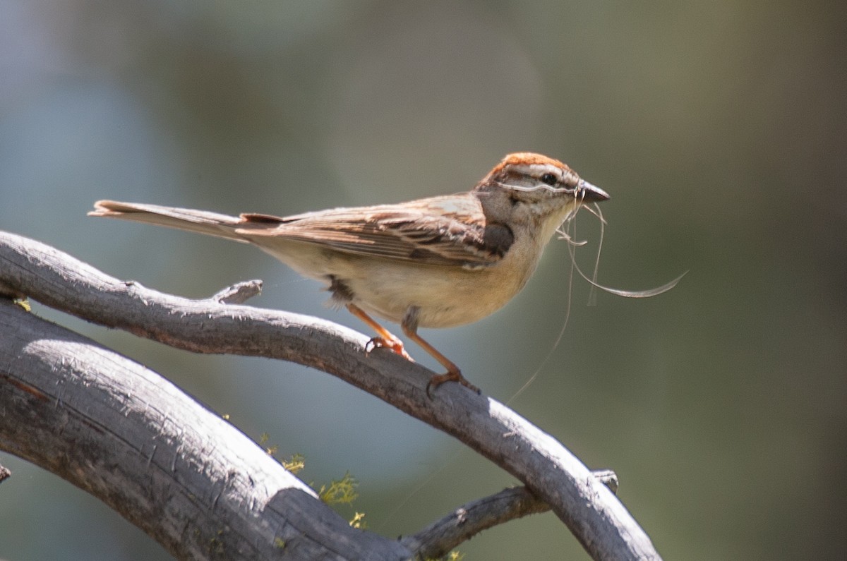 Chipping Sparrow - ML514578711