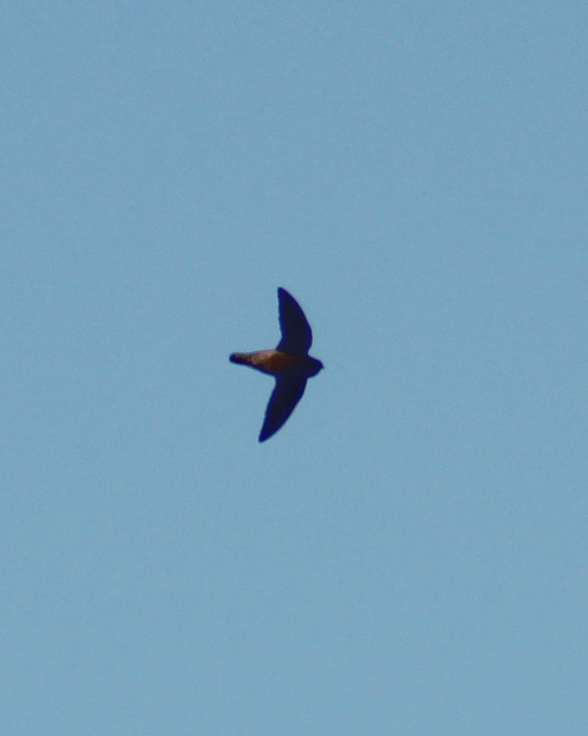 large swift sp. - ML514581761