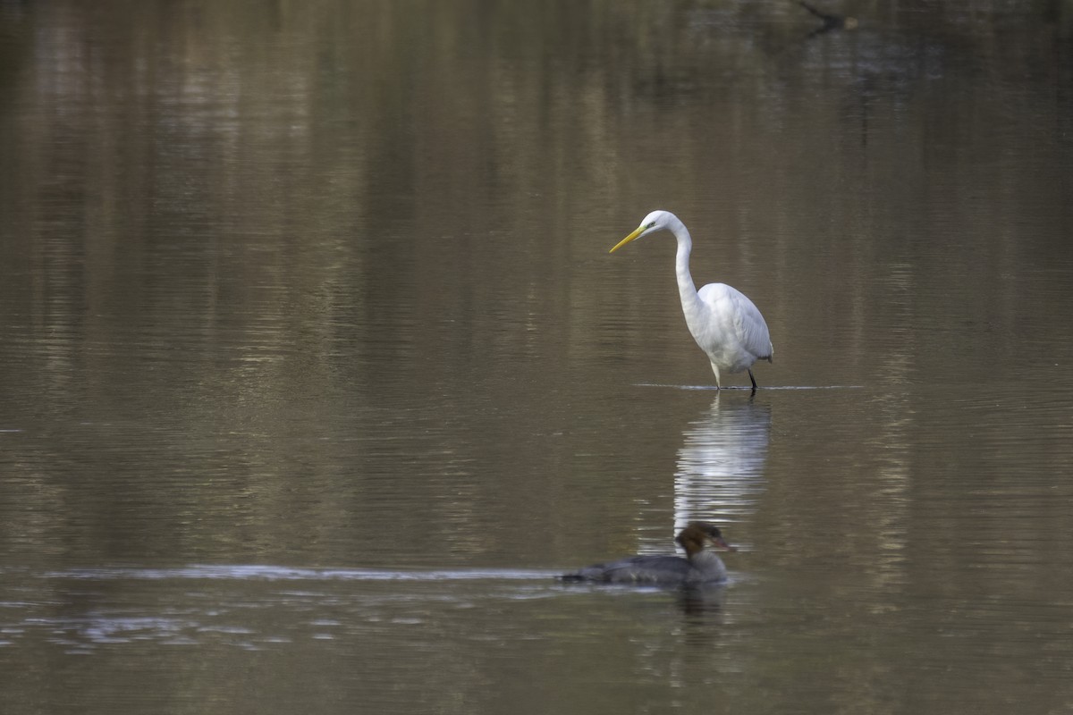 Great Egret - Mike Heneghan