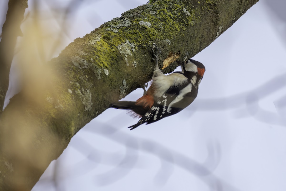 Great Spotted Woodpecker - ML514583641