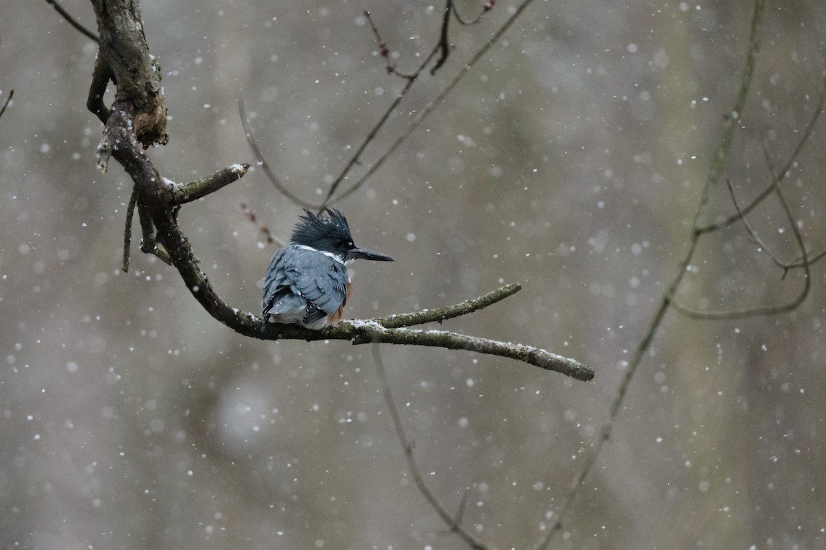 Belted Kingfisher - ML514584401