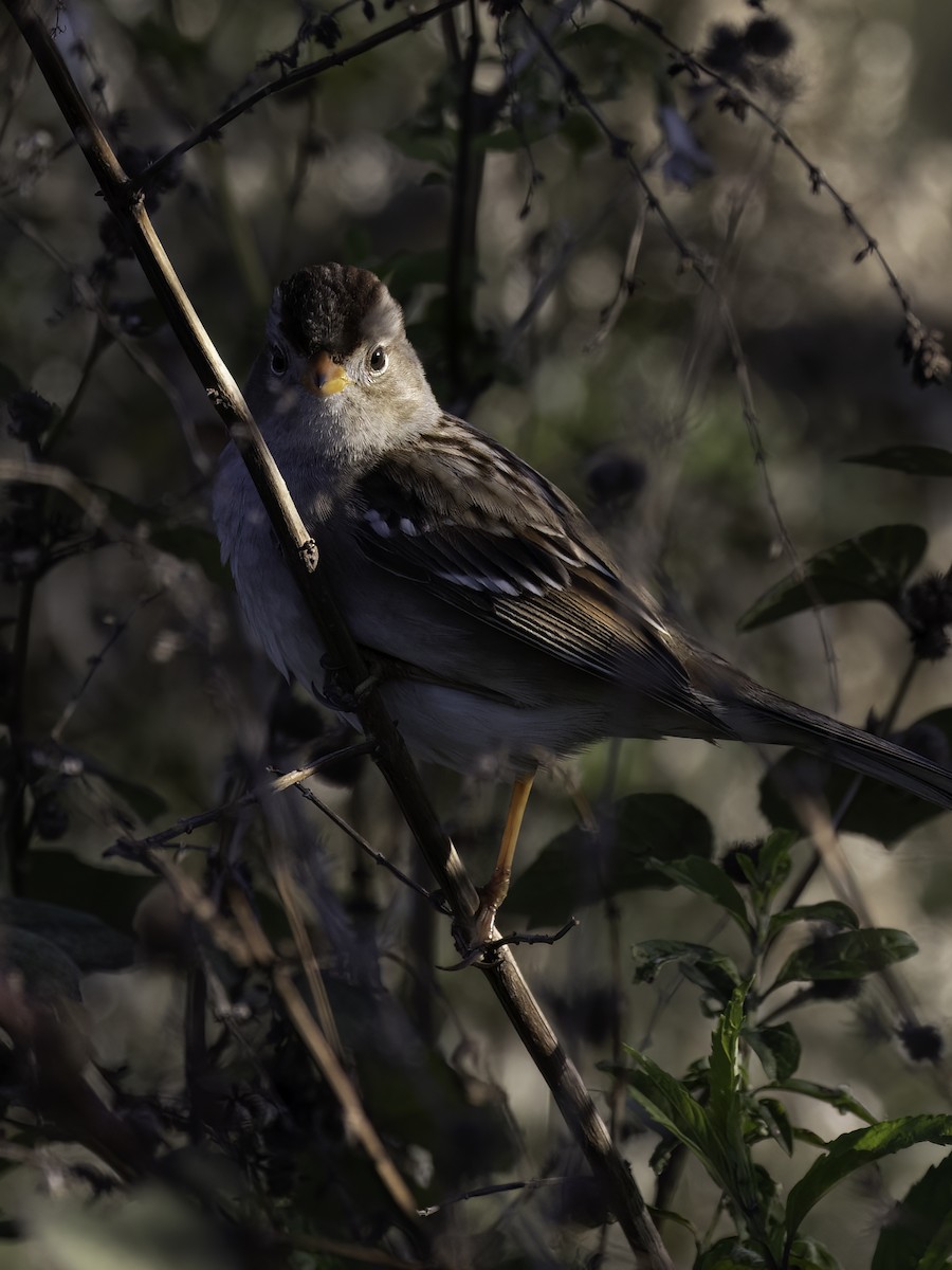 White-crowned Sparrow - Lynette Spence