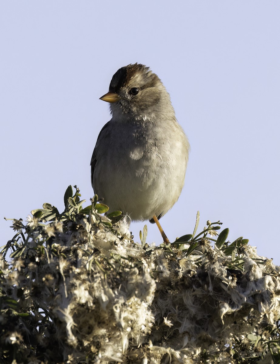 White-crowned Sparrow - Lynette Spence