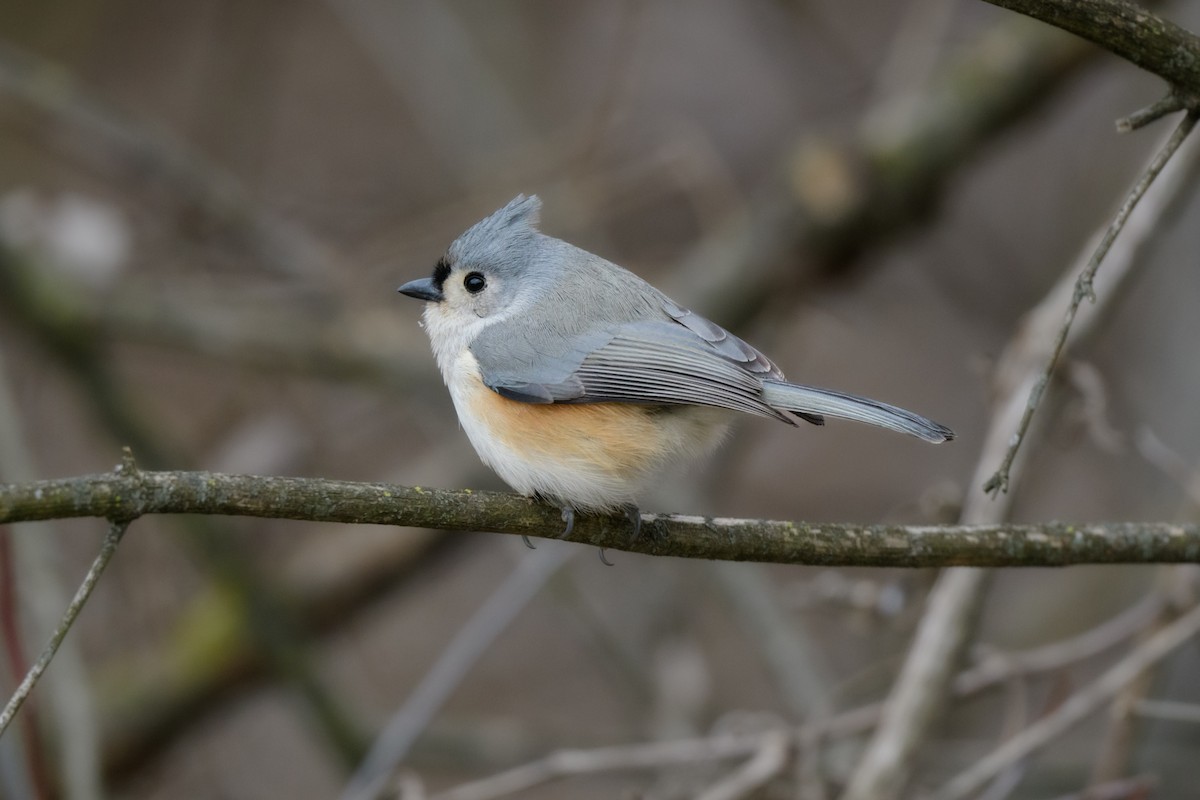 Tufted Titmouse - ML514584751