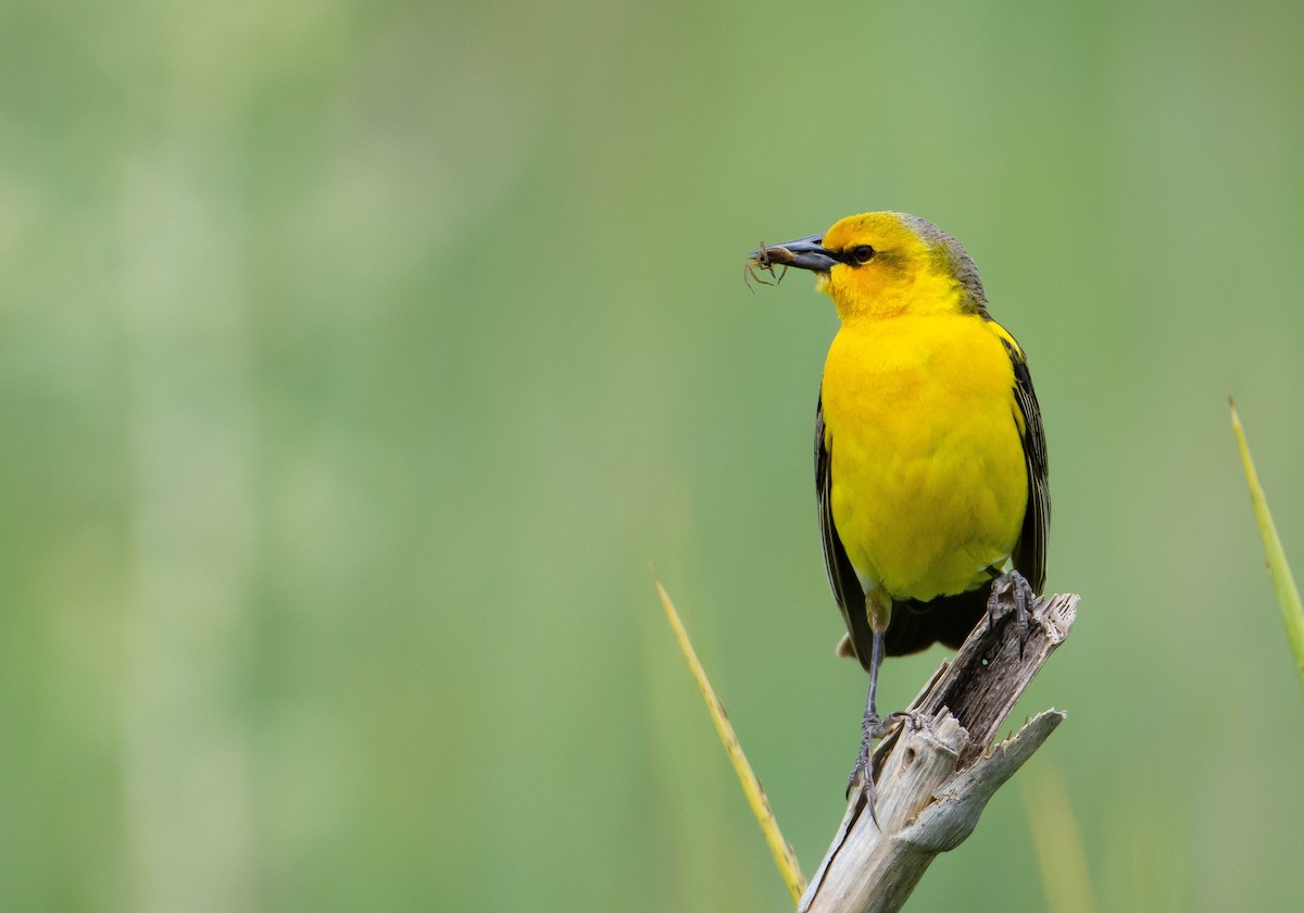 Saffron-cowled Blackbird - ML514585031