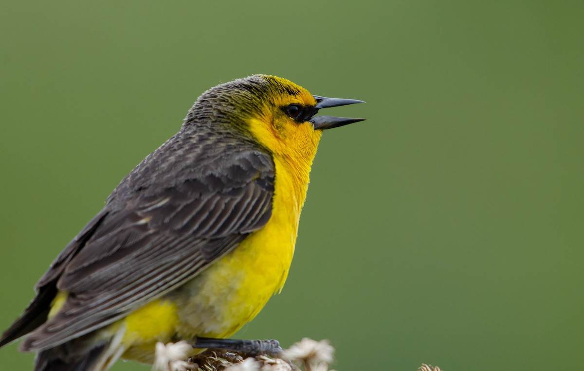 Saffron-cowled Blackbird - ML514585051