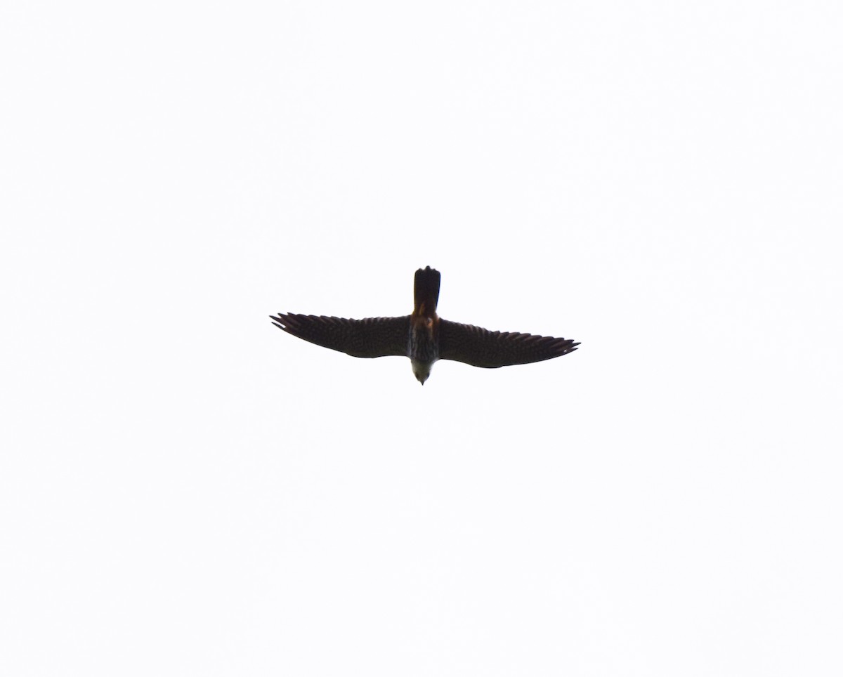 lerkefalk - ML514585311