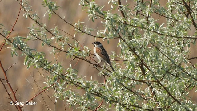 Bruant des roseaux - ML514586571