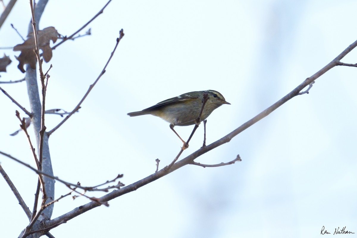 Yellow-browed Warbler - ML514587531