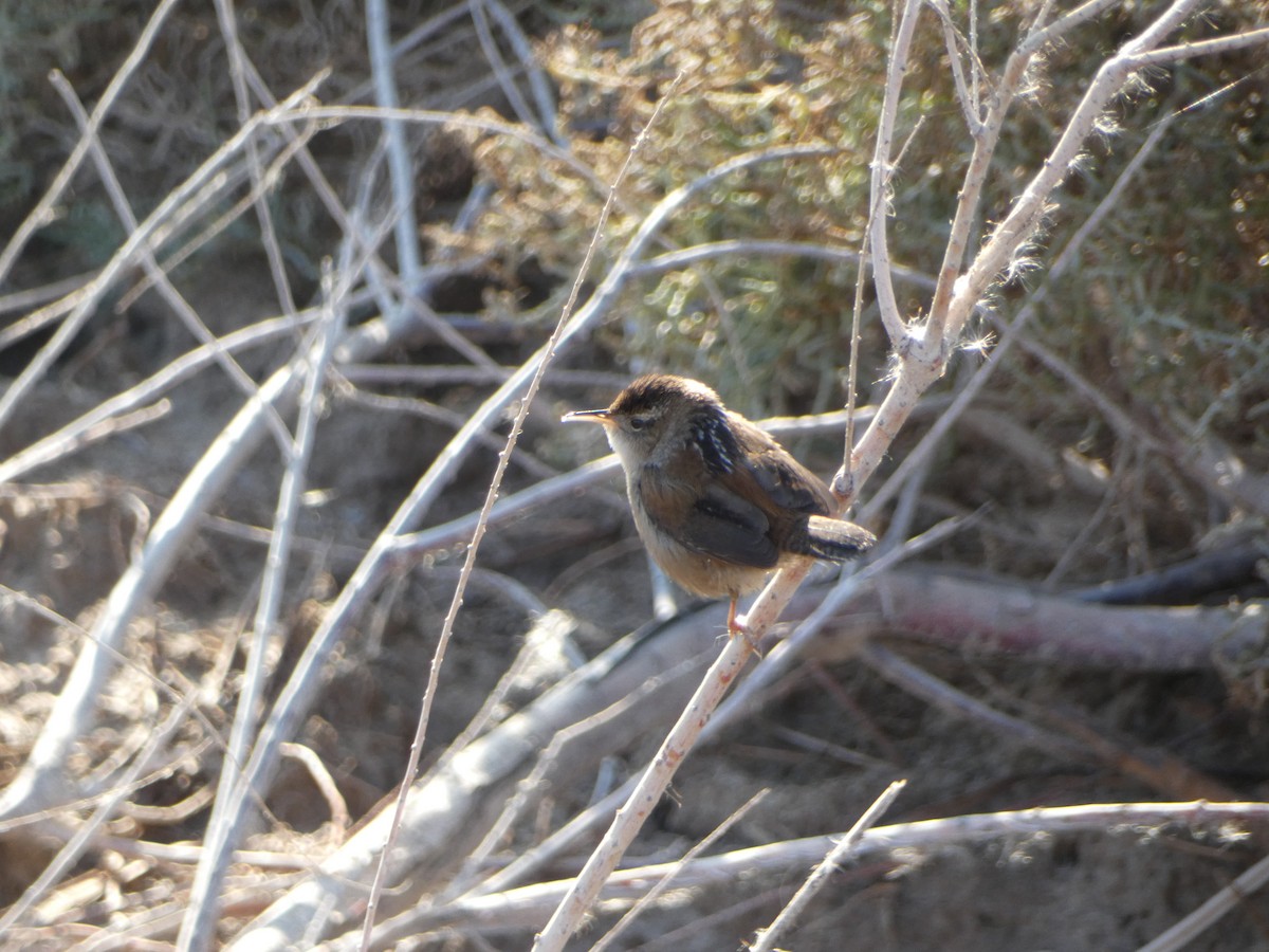 Marsh Wren - ML514587571