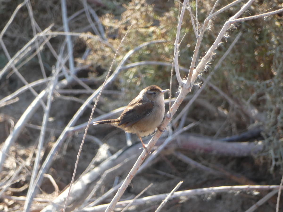 Troglodyte des marais - ML514587581