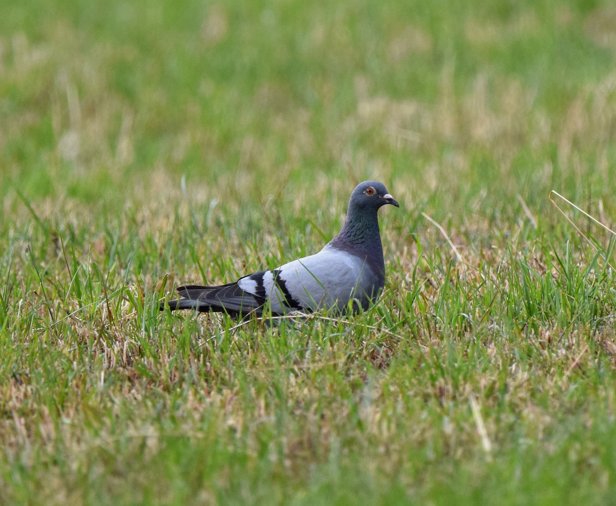 Rock Pigeon (Feral Pigeon) - ML514587621