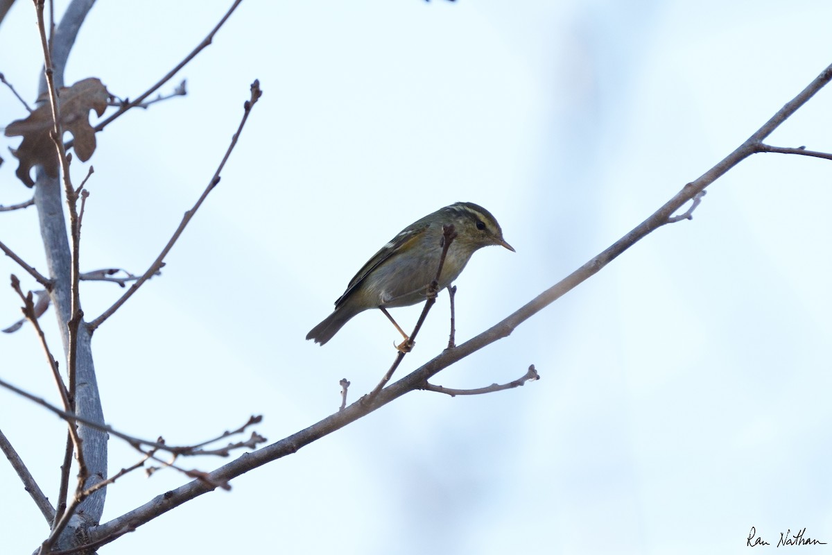 Yellow-browed Warbler - ML514587781