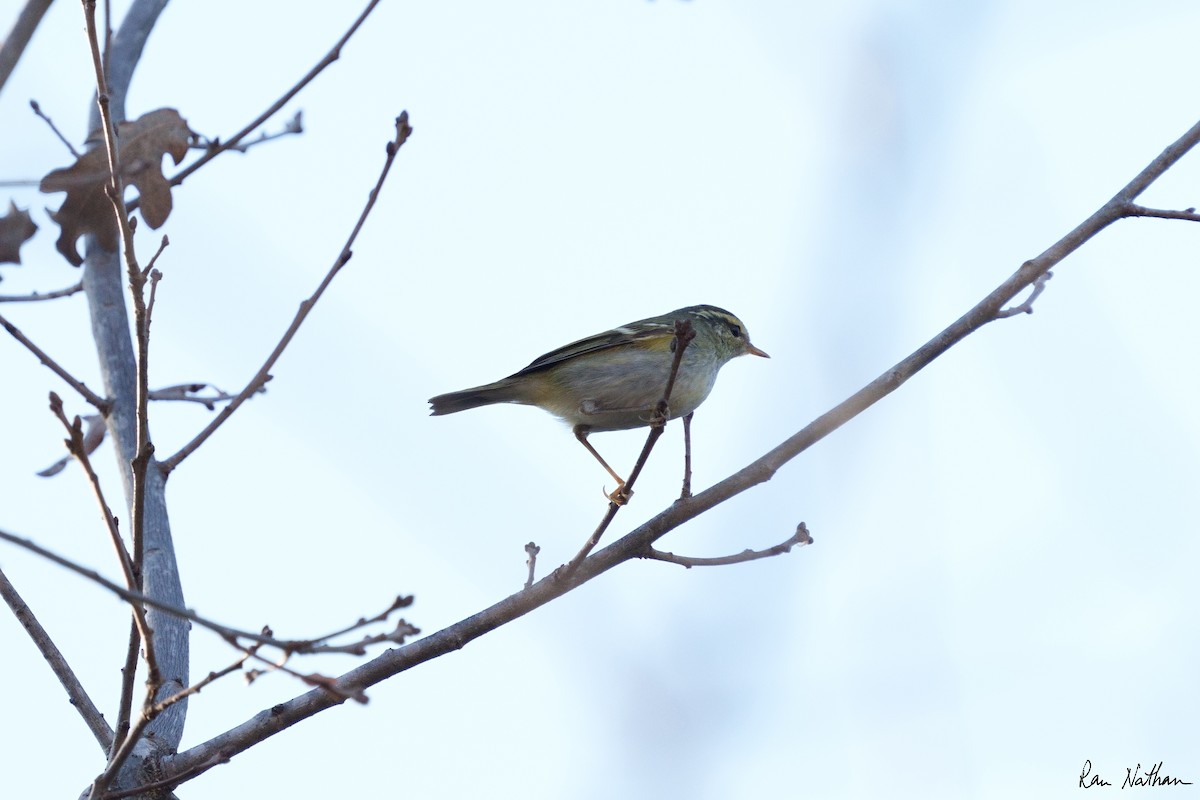 Yellow-browed Warbler - ML514587821