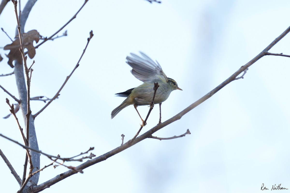 Yellow-browed Warbler - ML514587861