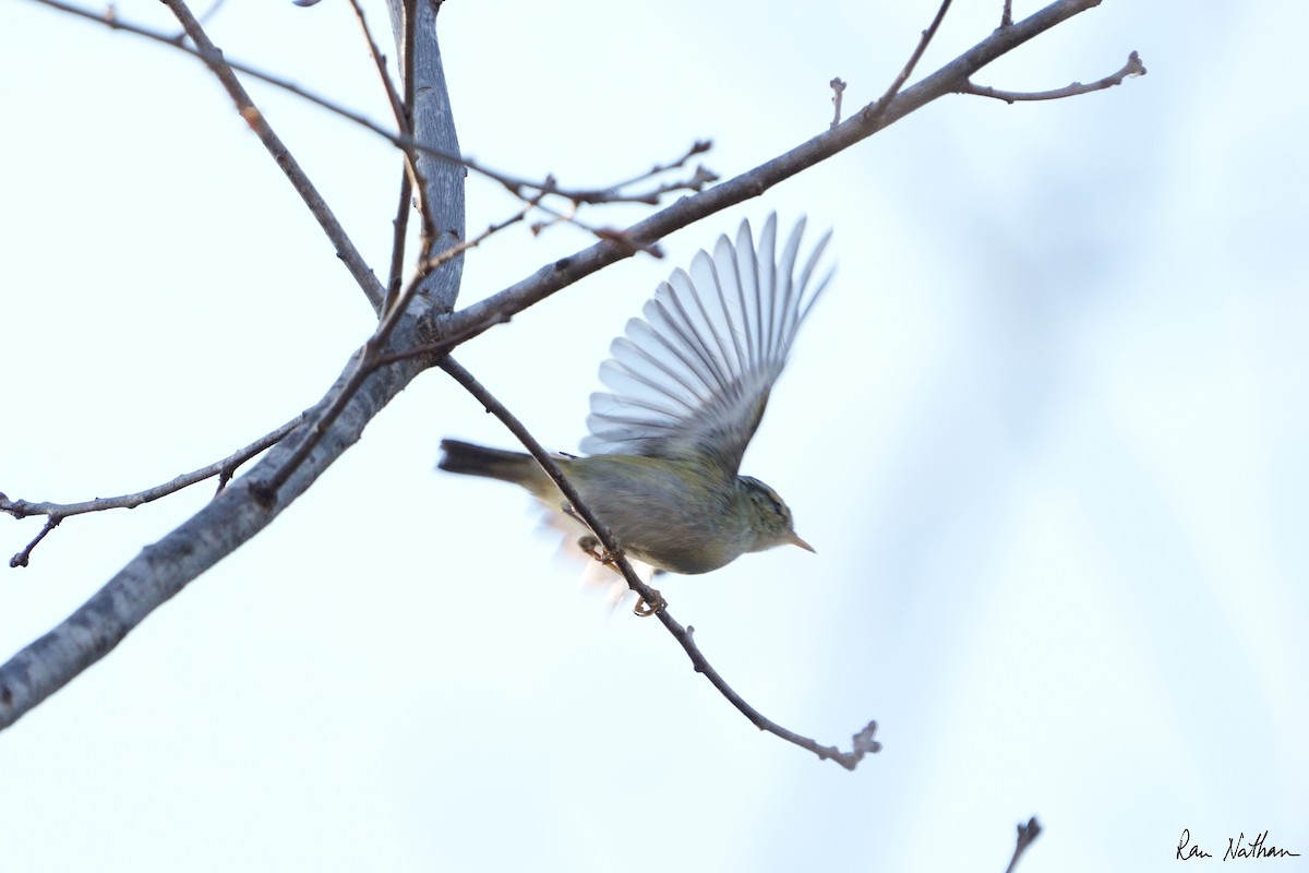 Yellow-browed Warbler - ML514587881