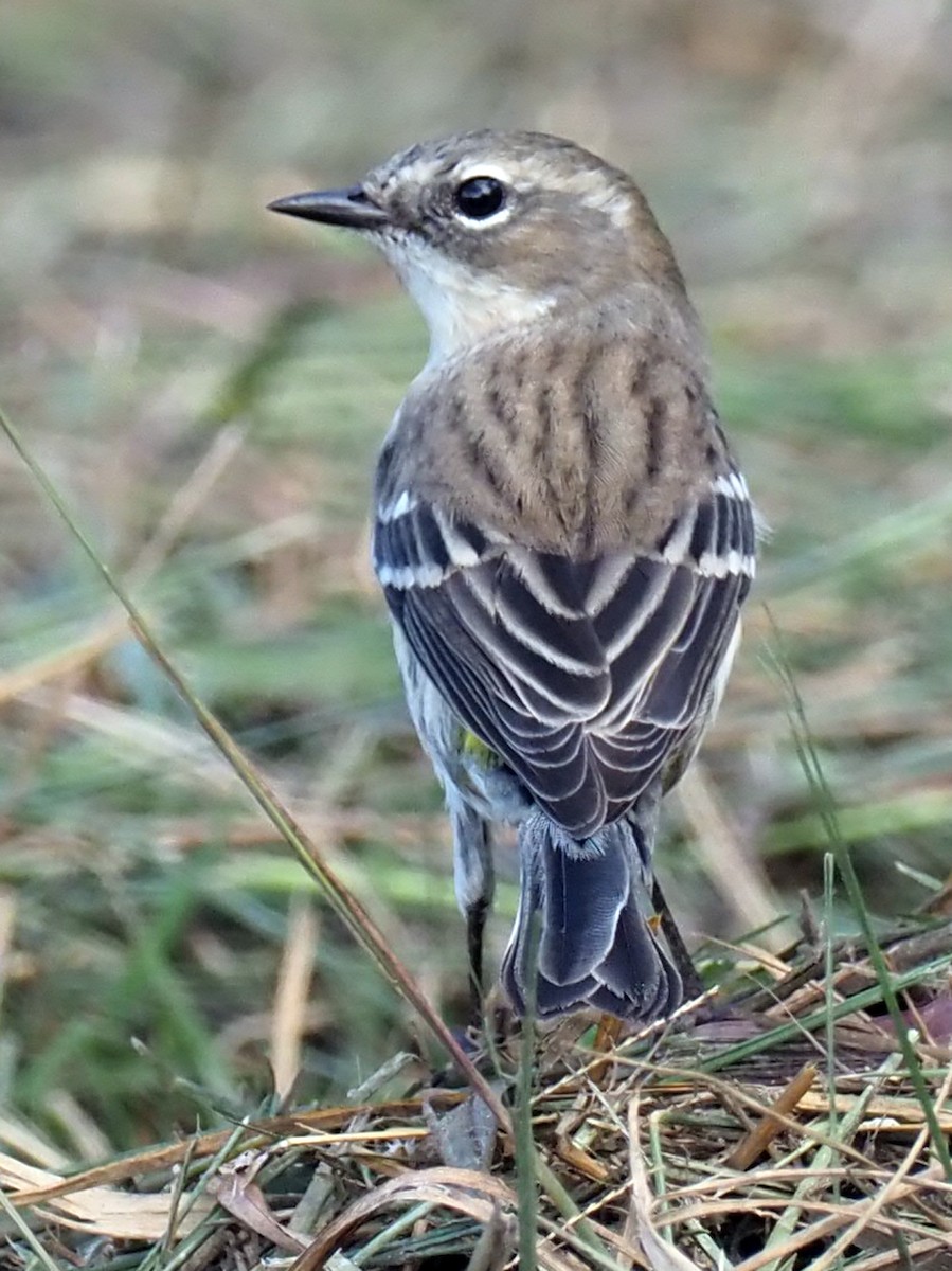 Yellow-rumped Warbler - Mary Goodart