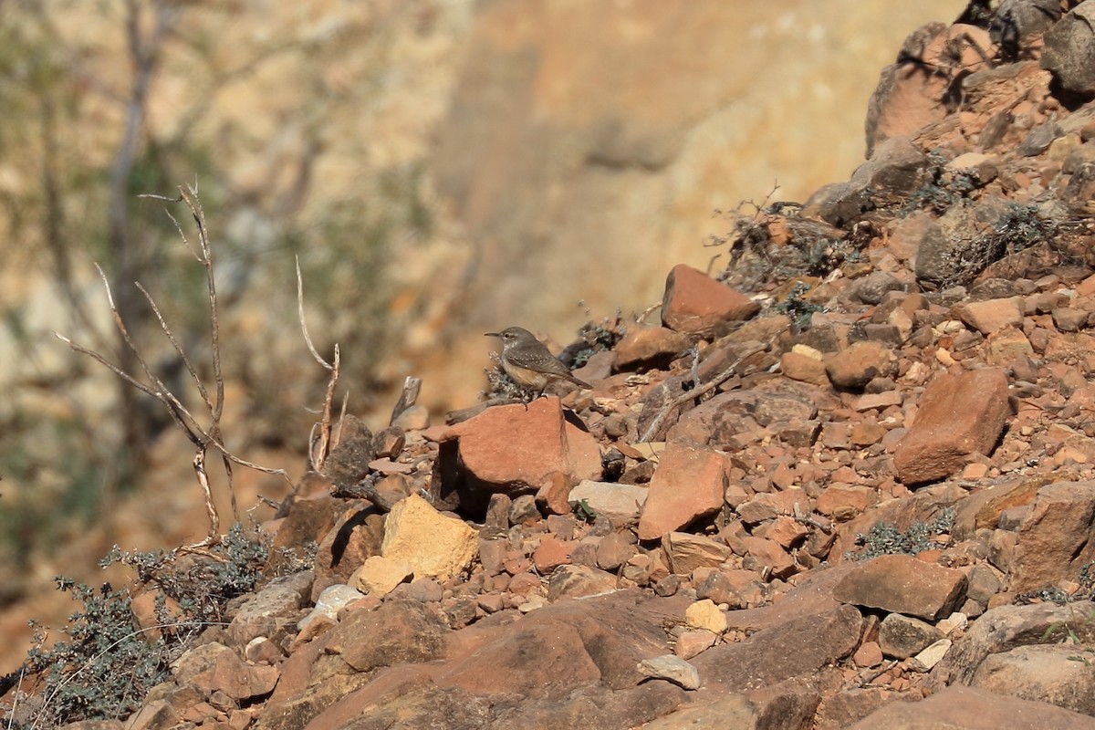 Rock Wren - ML514589031