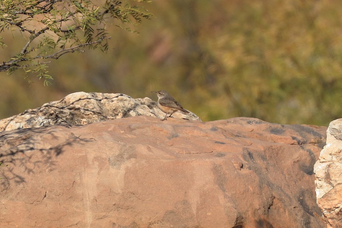 střízlík skalní - ML514589311