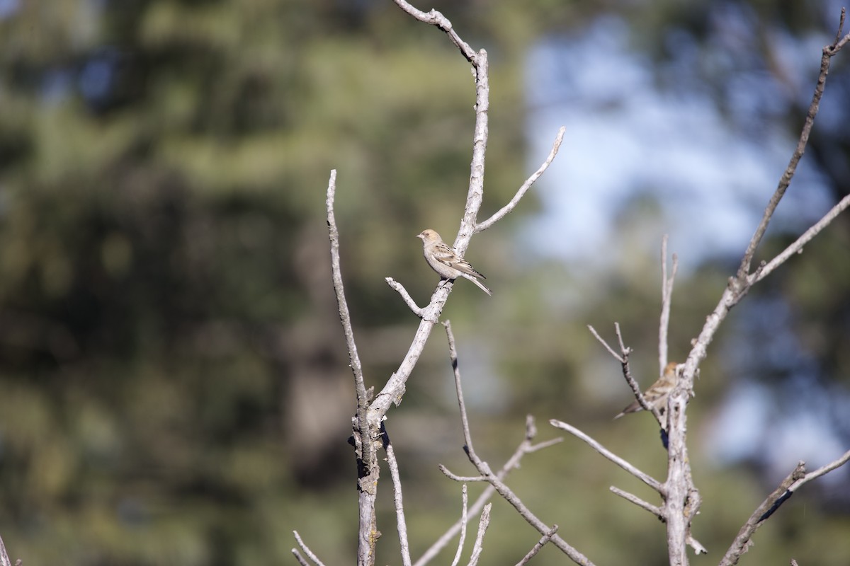 Plain Mountain Finch - Yatin Gupta