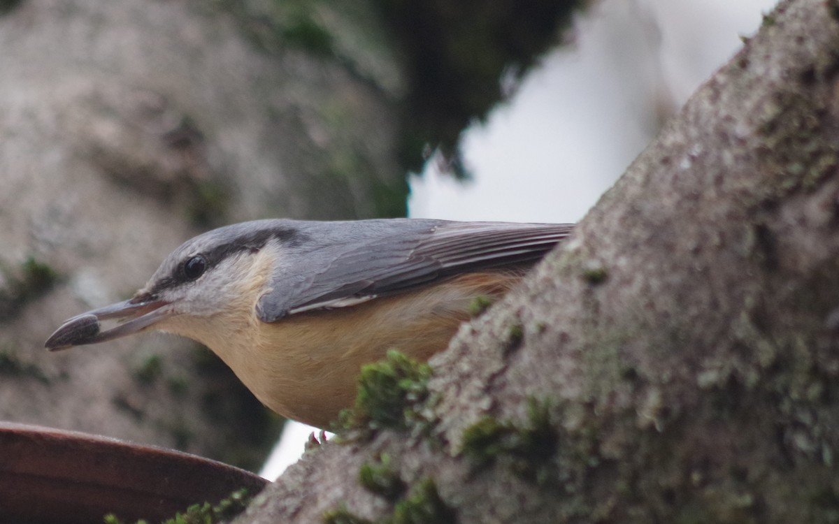 Eurasian Nuthatch - ML514591841