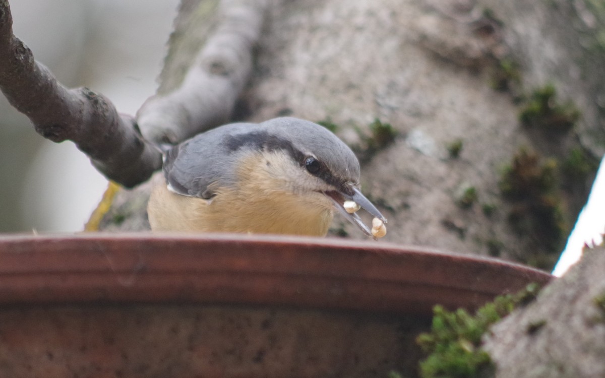 Eurasian Nuthatch - ML514591851