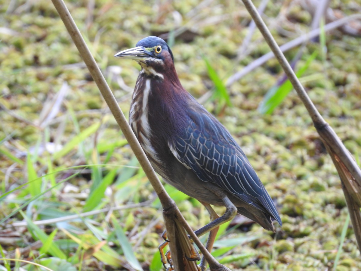 Green Heron - ML514591961