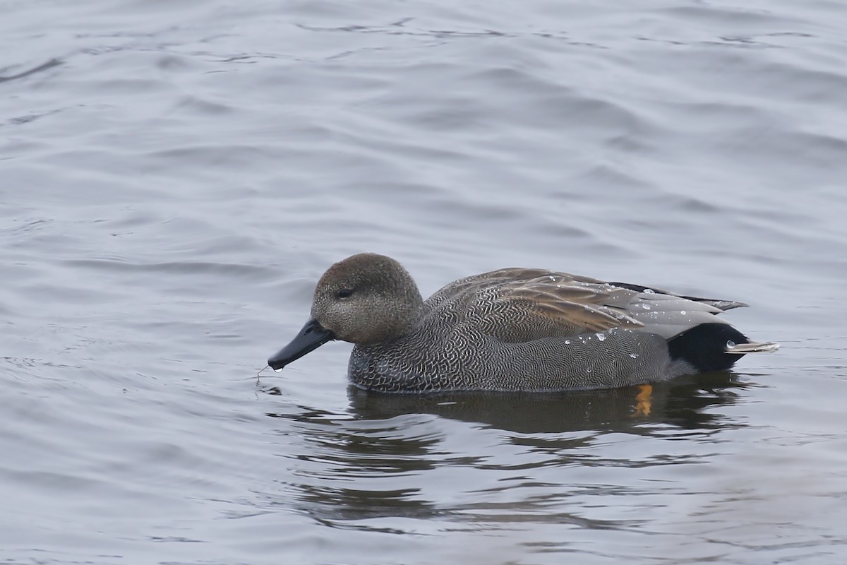 Gadwall - ML514592921