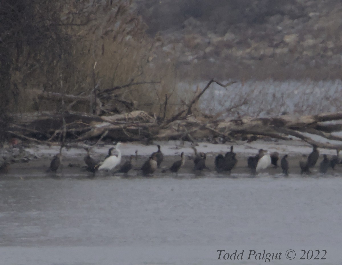 Great Egret - ML514595061