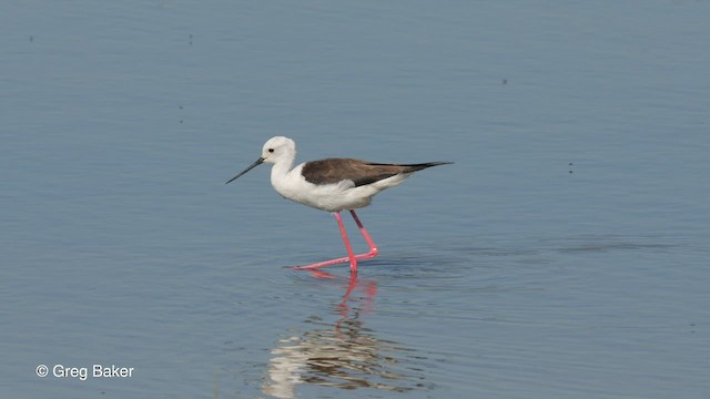 Black-winged Stilt - ML514595261