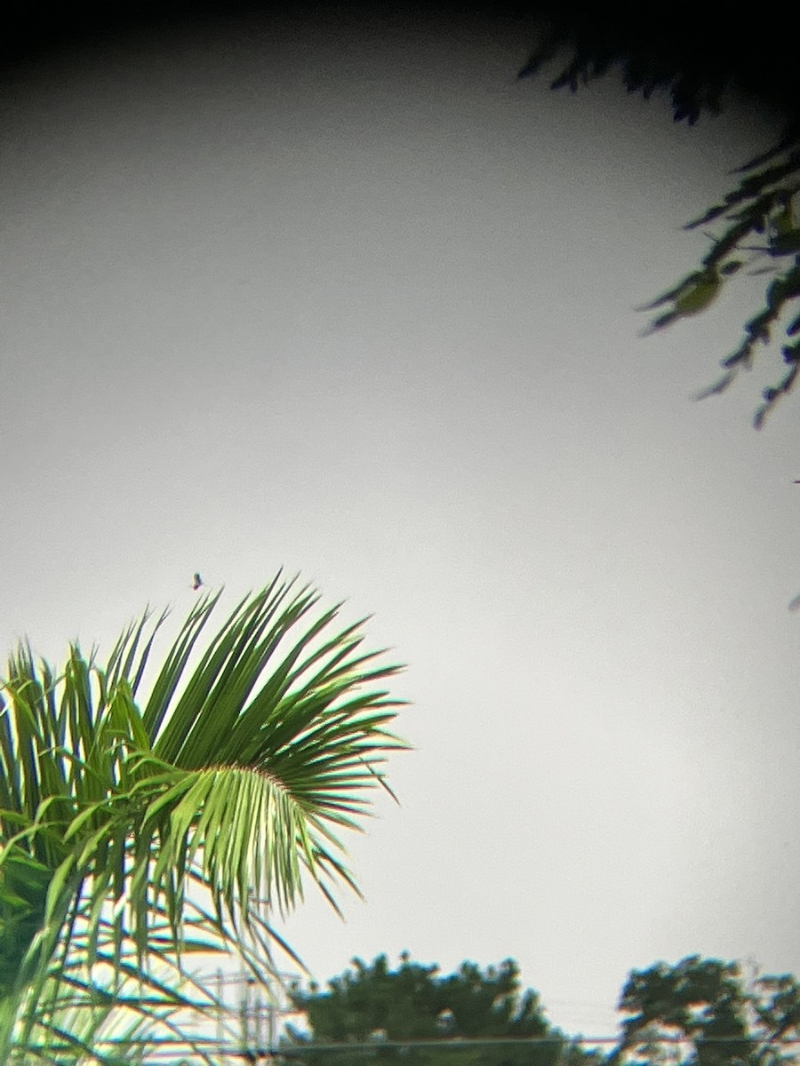 Wood Stork - ML514595291