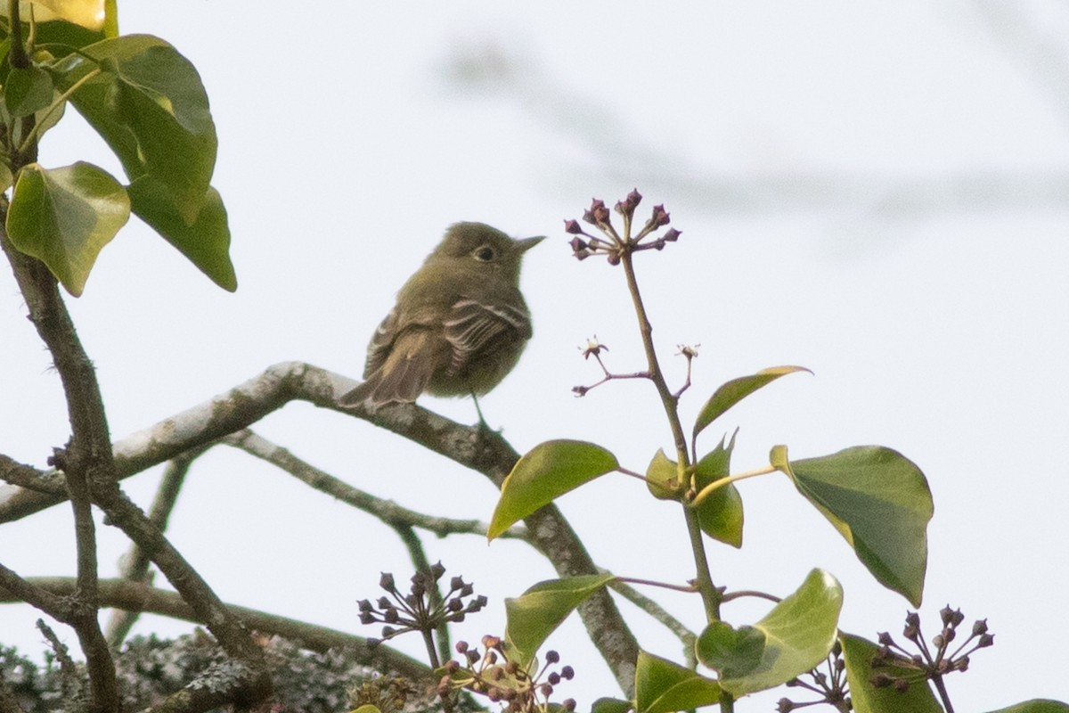 Western Flycatcher - ML514595401