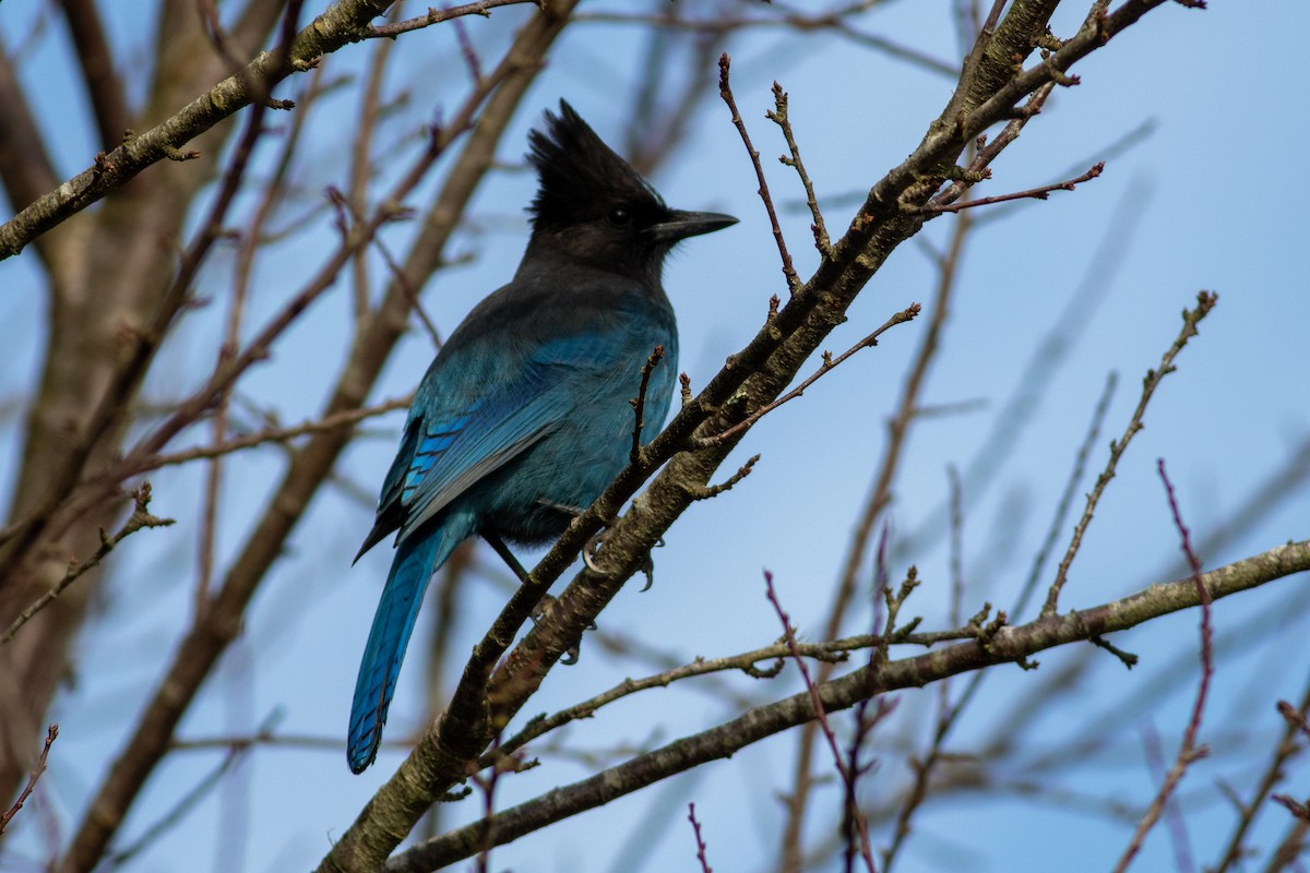 Steller's Jay - Rob Fowler