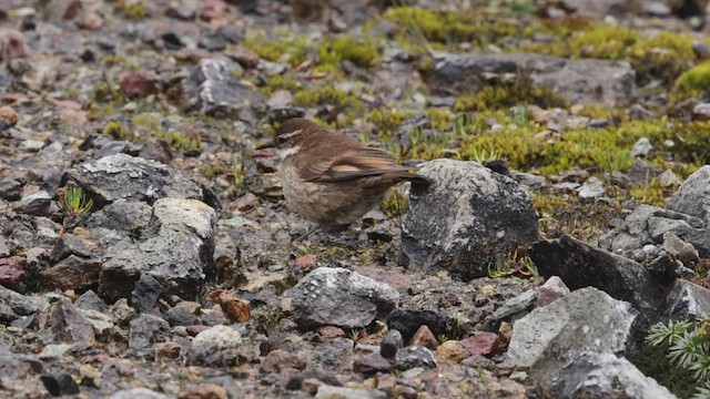 クリバネカワカマドドリ - ML514595761