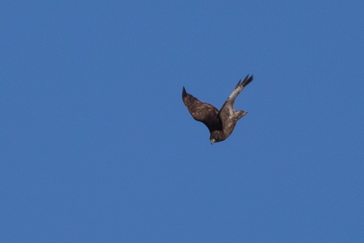 Red-tailed Hawk (Harlan's) - ML514595901
